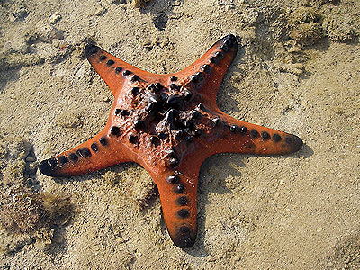 Knobbly Sea Star, Protoreaster nodosus