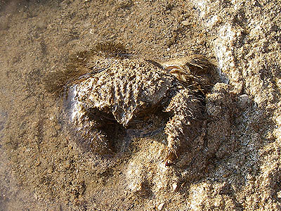 Hairy crab, Pilumnus vespertilio