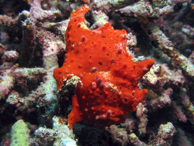 20080310_0012_frogfish.jpg