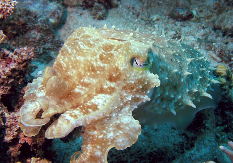 20080403_0104_cuttlefish.jpg