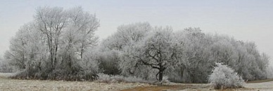 pano - Winterwald (1)