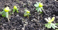 Winterlinge