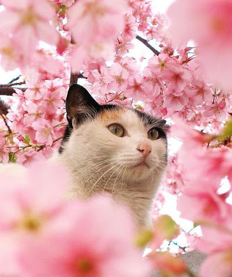 cat amongst cherry blossom