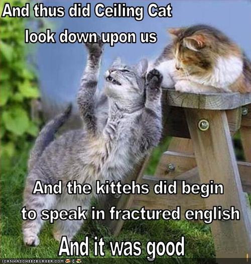 funny-pictures-preaching-about-lolcats.jpg