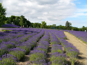 ラベンダー畑