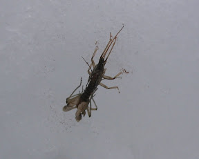Stonefly - a nymph or an adult?