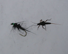 Two Stonefly Nymphs...