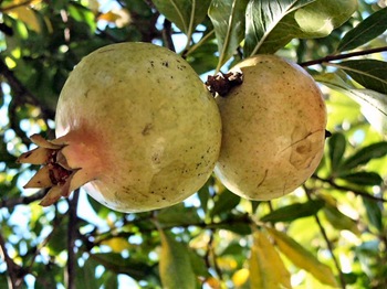 pomegranates1 (Medium)