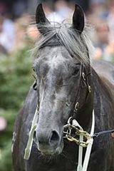 Unbeaten grey colt Light Fantastic (blue, yellow and green) wins Race 7, the G1 Cadbury Australian Guineas at Flemington on Saturday 8 March 2008, ridden by Craig Newitt, trained by Mick Price.  Photo by Bronwen Healy