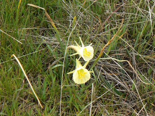 Isla Muir: Las primeras flores de la primavera