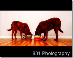 shan_pet_portrait_8x10