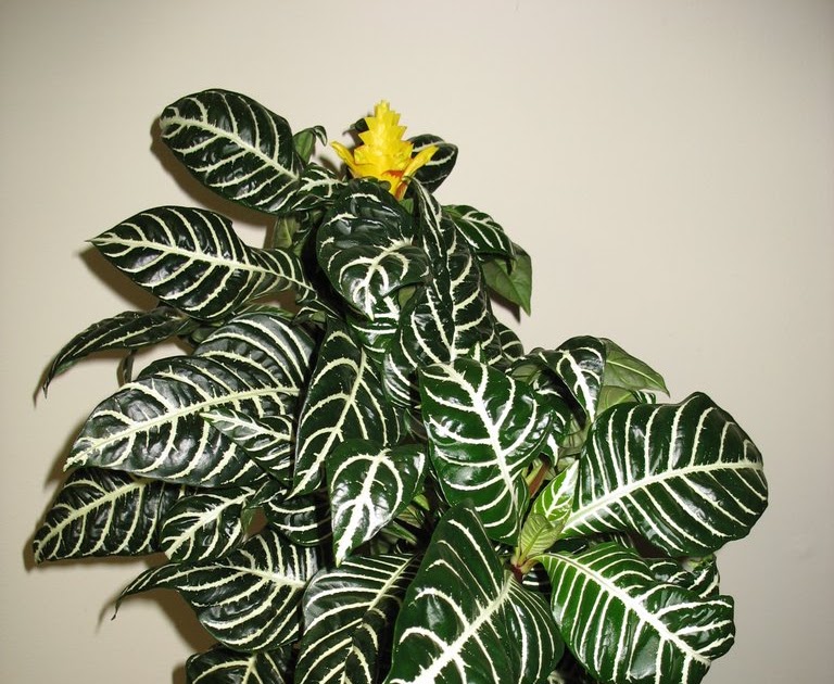 Plant Crazy Aphelandra squarrosa ("Zebra Plant")