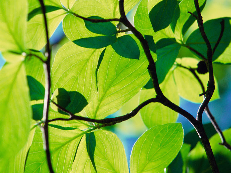 flower wallpapers Flower_Grass_017.jpg