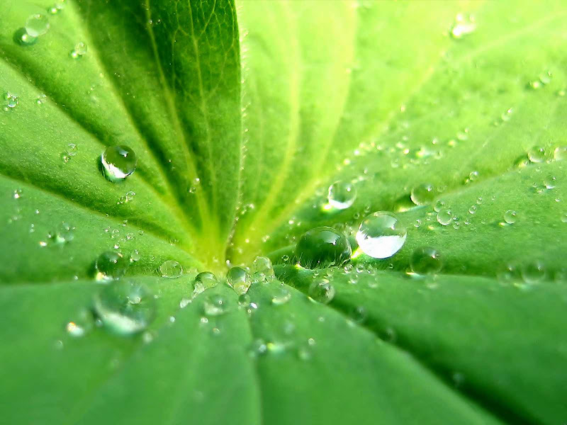 flower wallpapers Flower_Grass_015.jpg