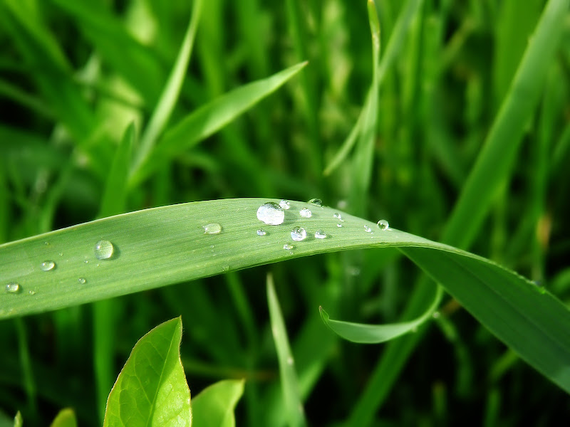 flower wallpapers Flower_Grass_019.jpg