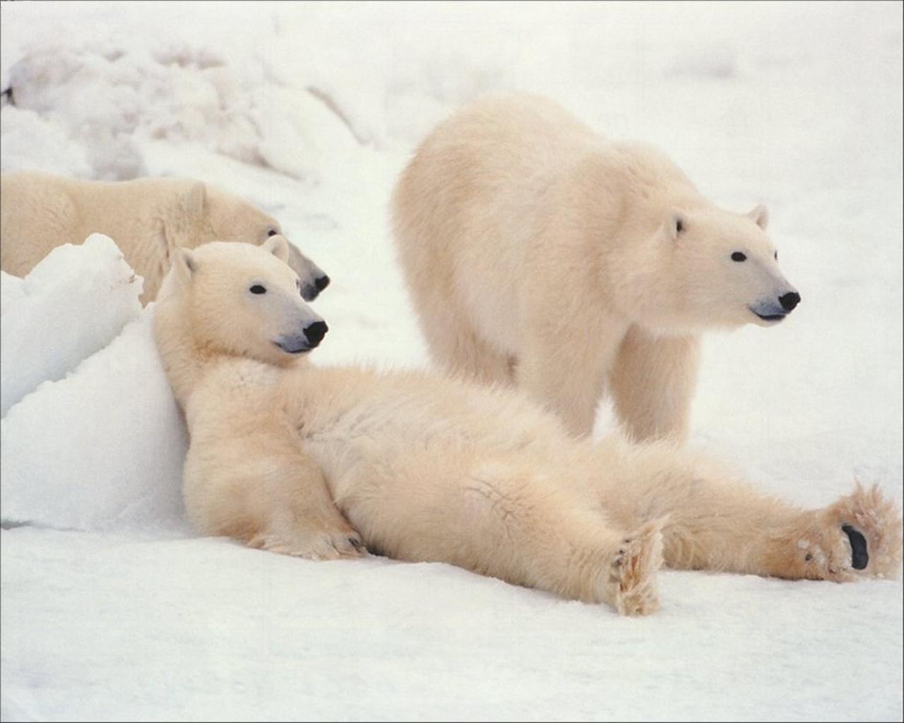 Animal Kingdom Wallpapers: Polar (White) Bear