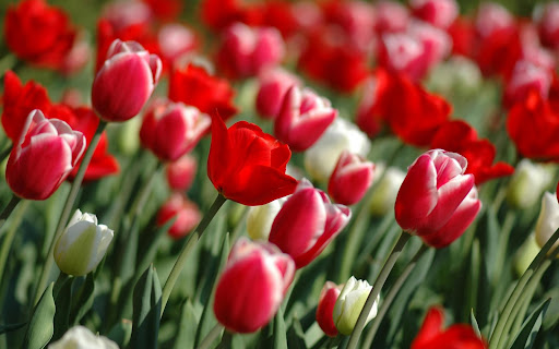 Best Tulips Flower wallpaper