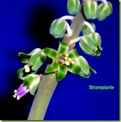 Scilla violacea - Ledebouria socialis - fiore (4a1s)