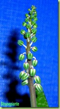 Scilla violacea - Ledebouria socialis - fiore (2a1)