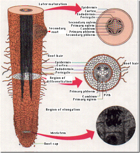 root