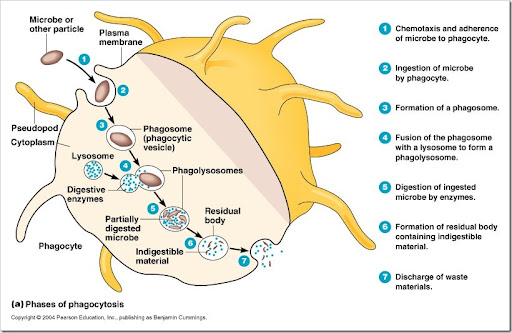 16-08a_phagocytosis_1